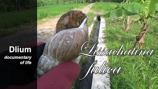 Giant African snail (Lissachatina fulica) - part 1