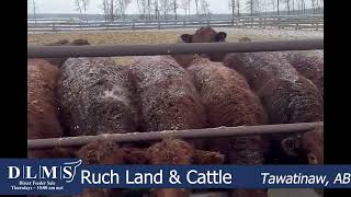 DLMS Direct   Ruch Land \u0026 Cattle