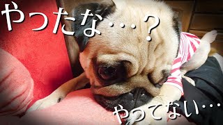 廊下でコソコソしてから甘えてきたパグにとある疑いがかかっております、、【パグのぺろ吉pug犬】