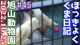 ゆめちゃんとピリカのまったりとした午前中【旭山動物園 ホッキョクグマ日記#45 2022/10/25(ゆめとピリカ、ホクト親子、ルル、サツキの五頭のホッキョクグマ達) 】