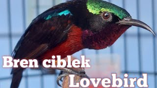 Burung masteran kolibri Ninja isian Bren ciblek dan lovebird