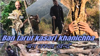 Ban Tarul Kasari Khanincha || बन तरुल खन्दै || वन तरुल village nepal || mage sagrati || #वन_तरुल