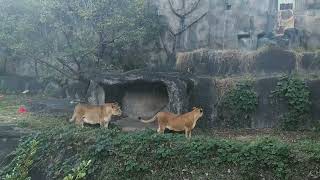 浜松市動物園　ライオン