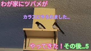 ツバメの巣作りから巣立ちまでの物語…カラスにやられました…😖#ツバメ #ツバメの巣 #ツバメの巣作り #ツバメの生態 #渡り鳥 #カラス対策#夢追い人チャンネル