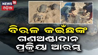 Olive Ridley Turtles Lay Eggs | ବିରଳ ପ୍ରଜାତିର ଅଲିଭ ରିଡ୍‌ଲେ କଇଁଛଙ୍କ ଗଣ ଅଣ୍ଡାଦାନ | ganjam | Odia News