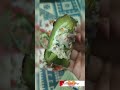 টেস্টি স্টাফড ক্যাপসিকাম stuffed capsicum পুর ভরা ক্যাপসিকাম রেসিপি