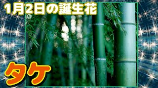 1月2日の誕生花 タケ どんな花？あなたに送る花言葉は?