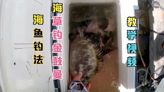 海鱼钓法一：海草钓金鼓曼的钓法。详细解读！