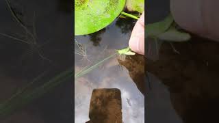 Perfect Bite sized grasshopper to feed my pond fish by hand