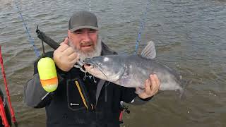 Catfishing Keystone Lake Oklahoma, Shallow water bite is on. January 31st