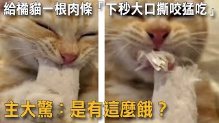 給橘貓一根肉條「下秒大口撕咬猛吃」：是有這麼餓？|貓咪搞笑|橘貓|貪吃