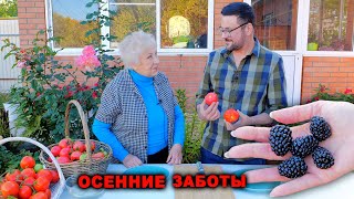 Готовим материал для укрытия, последний урожай, дегустация томатов.