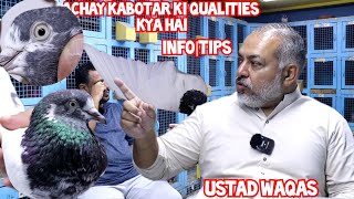 Ustad Waqas|Achay Kabotar Ki Qualities Kya Hai|Special Qualities in a Pigeon|Informative Video |Tips