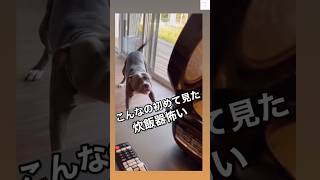 え、この見た目で⁉ 炊飯器に本気でビビる犬　#犬　#ピットブル  #犬のいる暮らし #おもしろ  #かわいい犬