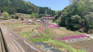 山口県周南市大道理にある芝桜を撮影しました