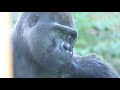 【western gorilla】モモタロウ家、親はのんびり！子は大暴れ！momotaro family parents relaxed child on a rampage