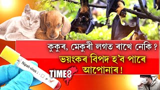 পোহনীয়া জীৱ-জন্তুৰ বাবে বিপদ নামিব পাৰে আপোনাৰ জীৱনলৈ