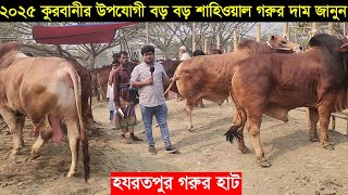 2025 কুরবানী উপযোগী হযরতপুর হাটের বড় বড় শাহিওয়াল গরুর দাম জানুন Korbanir gorur dam