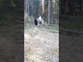 Edit of Hugo jumping in the forest😯❤️TYSM FOR 100 SUBS!!!🫶🏻