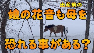 【小さい馬】【人慣れしない猫】娘の花音もママにビビる！