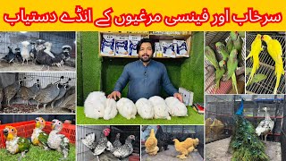 Multan Birds Market Rashadabad Birds Home Latest Update All Fancy and Imported Birds Available Here