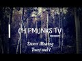 Dance Monkey (lyrics) - Tones and I | CHIPMUNKS VERSION