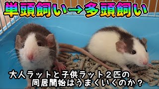 ２匹のダンボラットをお迎え❤大人ラットに子供ラットを会わせてみると・・・単頭飼い→多頭飼い🐭