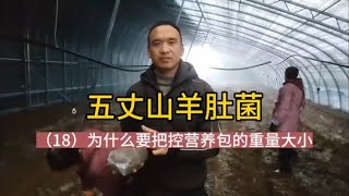 羊肚菌种植，为什么要把控营养包的重量大小，数量多少？