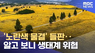 '노란색 물결' 들판‥알고 보니 생태계 위협 (2024.06.03 /뉴스투데이/MBC)