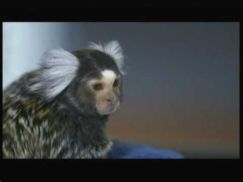 Do monkeys make good pets? (UK) - BBC - 28th April 2016 Do monkeys make good pets? (UK) - BBC - 28th April 2016