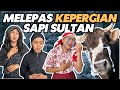 MELEPAS KEPERGIAN SAPI SULTAN