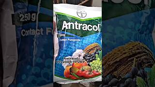 Bayer Antracol Fungicide #Antracol