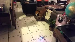 Drone against english bulldog