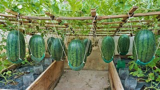 World's Most Expensive Watermelon, Growing watermelon hanging hammock on the bed