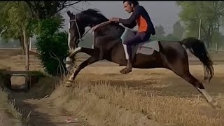 Marwari Horse Riding #horsejumping #marwarihorse #shortvideo #shorts