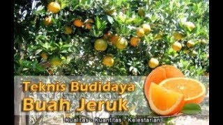 [081225244539] CARA MEDAH MERAWAT TANAMAN JERUK,PEMUPUKAN TANAMAN JERUK