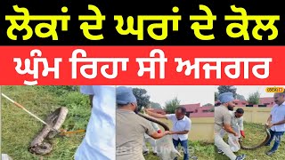 Nangal News | ਲੋਕਾਂ ਦੇ ਘਰਾਂ ਦੇ ਕੋਲ ਘੁੰਮ ਰਿਹਾ ਸੀ ਅਜਗਰ, ਮਚੀ ਹਫ਼ੜਾ-ਦਫ਼ੜੀ | #local18