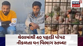 Parrot Rescue: 40 પહાડી પોપટ થેલામાંથી નીકળતા વન વિભાગ સ્તબ્ધ! | Vadodara News | Bird Rescue | N18V