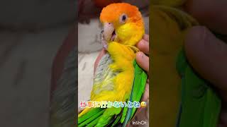 シロハラインコ華ちゃん🐥（出勤前の癒しの時👨‍💼😻⚠️💤）