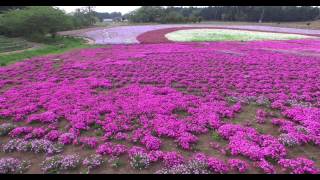 2015/4/28 千葉市富田都市農業交流センター　芝桜