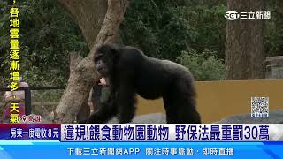 動物園丟食物餵黑猩猩   家長「拍手鼓勵」遊客批誇張｜三立新聞網 SETN.com