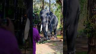 thechikottukavu devidasan|തെച്ചികോട്ടുകാവ് ദേവീദാസൻ| #aana #elephant #malayalam #keralaelephant