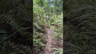 2022/8/18谷關七雄:唐麻丹山(裡冷登山口)+蝴蝶谷6