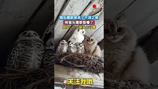 5个猫头，4只鹰 猫头鹰家里来了不速之客   你不尷尬，尷尬的就是別人