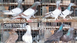 বেলডাঙার পায়রা সেল মুর্শিদাবাদ পিজন 8479933265