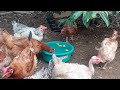 👉Elimina TODOS los PARASITOS de tus GALLINAS, sin gastar 1 peso❗️Comprobado ✅️