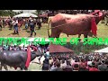 Budaya Sumba||Acara Pemakaman Almarhum Bpk Ama Mannu - Kampung Pamerukka||Sumba Barat Daya