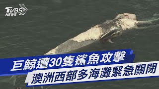 圖文故事／巨鯨遭30隻鯊魚攻擊　澳洲西部多海灘緊急關閉｜TVBS新聞