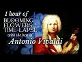 1 Hour of BLOOMING Flowers TIME LAPSE Background 4K with Antonio Vivaldi Best Songs