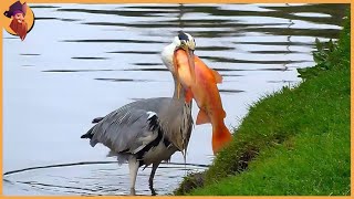 15 Strange Moments When Herons Were Furious While Hunting For Food